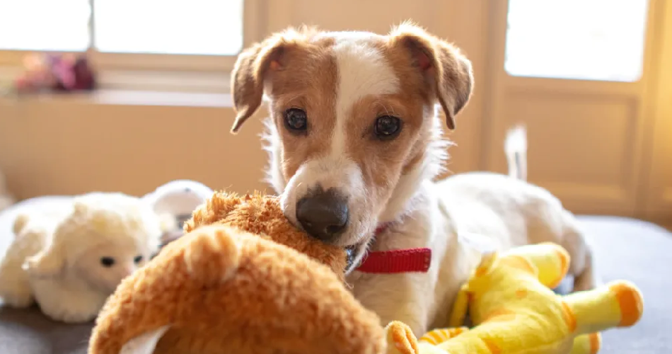 How Can I Ensure Quality When Shopping for Pet Products?